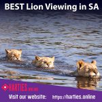 Lion Experience
