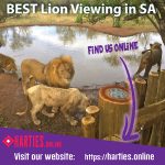 Lion Experience